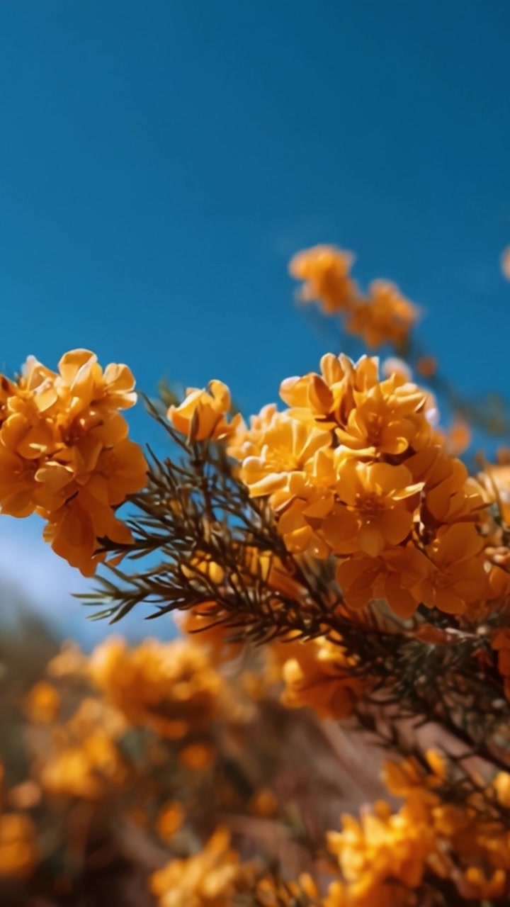 Vivaci fiori selvatici gialli sotto un cielo azzurro limpido: un'esplorazione ravvicinata della bellezza della natura e della delizia della flora in fiore in un ambiente naturale.