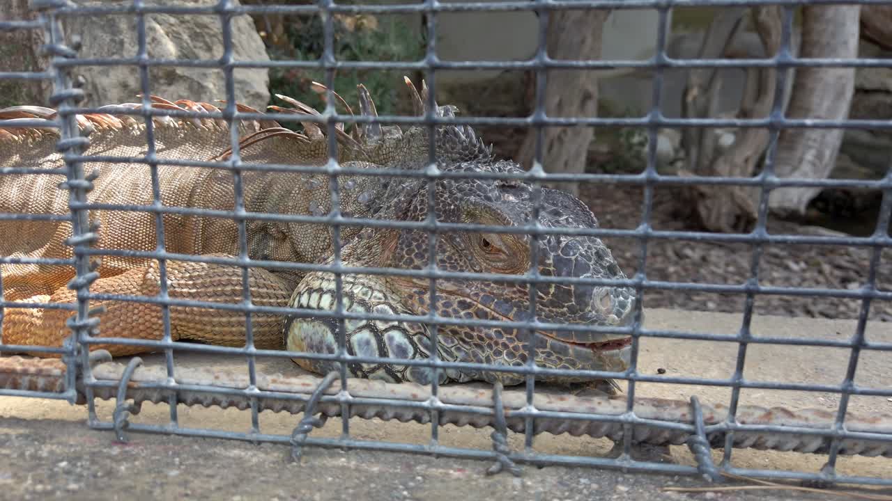 Green iguana resting on a concrete surface behind a metal fence, its textured skin and calm demeanor creating a captivating scene of wildlife in captivity