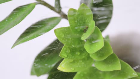 Cámara-Lenta-De-Pequeñas-Gotas-Que-Caen-Sobre-Hojas-De-Plantas-En-Macetas-Residenciales