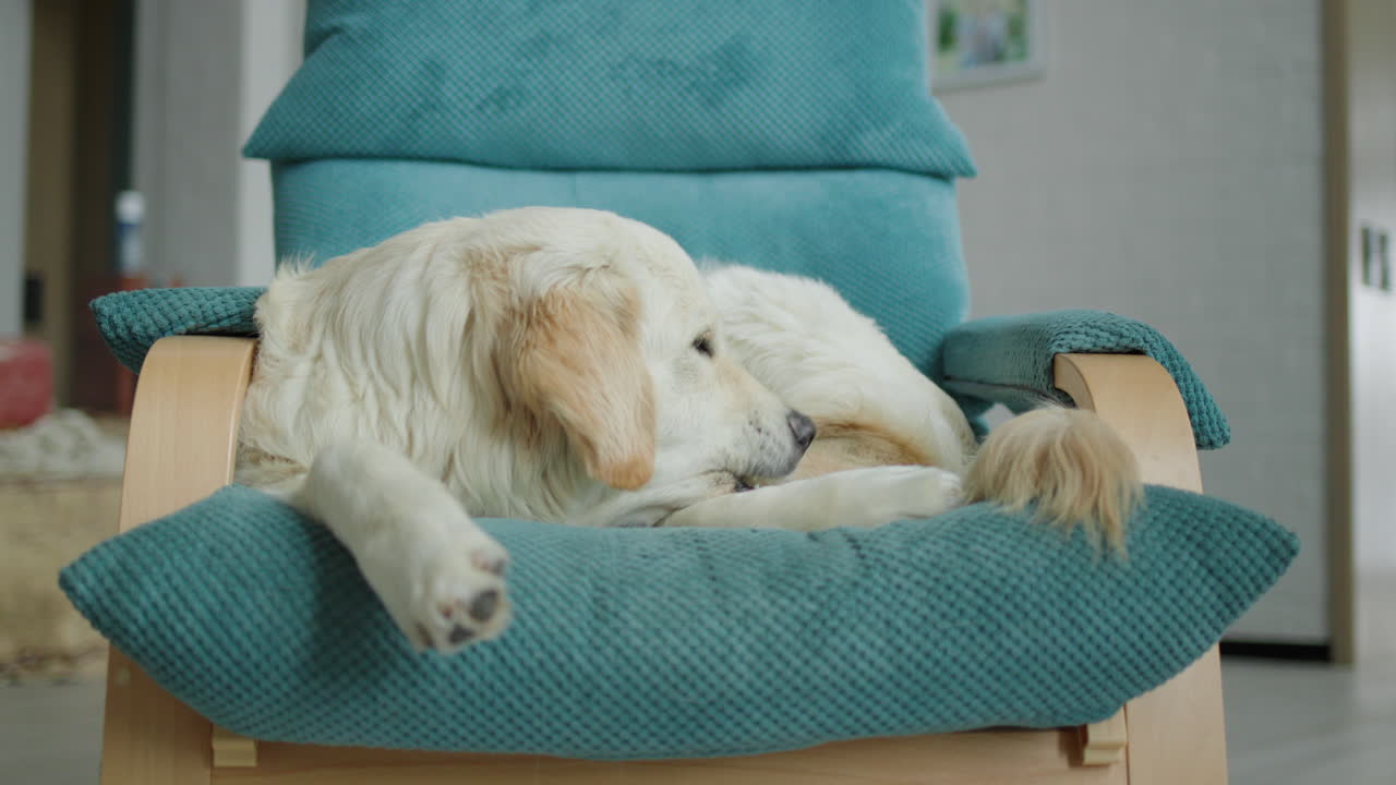 골든 리트리버가 의자에서 휴식을 취하고 있습니다.