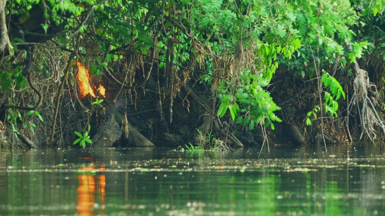 Riverbank in the southern Amazon rainforest where flames burn beneath dense vegetation, illustrating the spread of wildfires and their impact on Brazil's tropical forest.