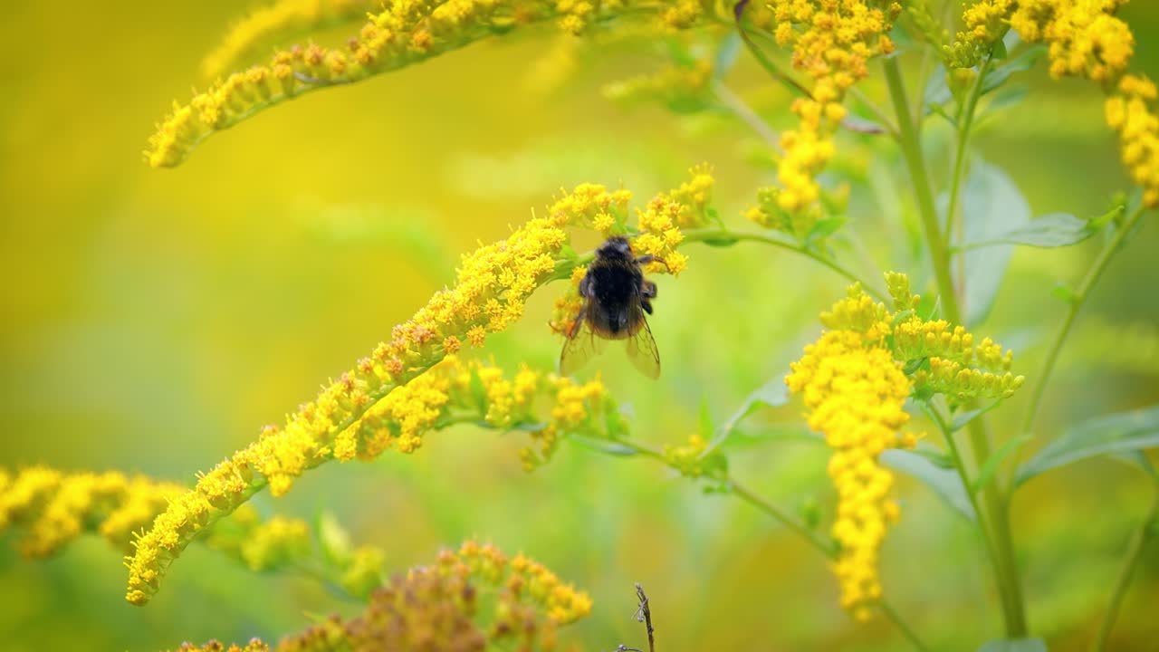 En lodden humle polliner og samler nektar fra plantens gule blomst.