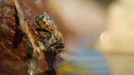 Abeja-De-Miel-Encaramada-Verticalmente-En-Roca-Bebe-Agua,-Cierra