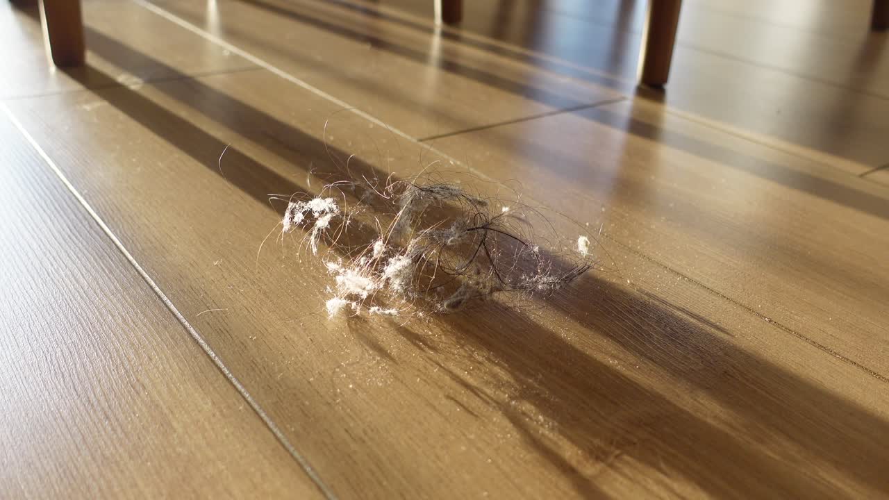 나무 바닥 에 머리카락 과 먼지 의 어리