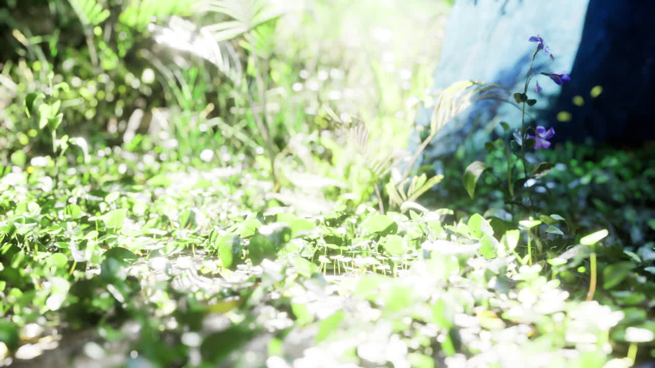 Lush green vegetation thriving in a sunlit natural environment
