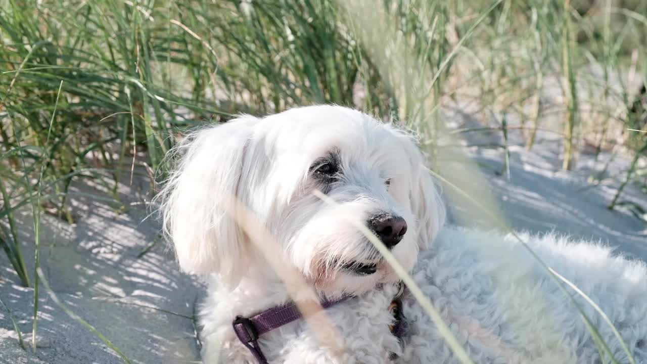 Maltese poodle dog in a walking harness laying on the beach sand