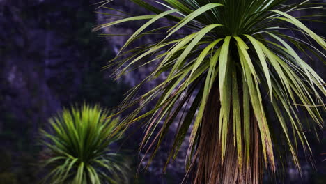 Static-view-of-two-cabbage-palm-trees-moving-with-wind