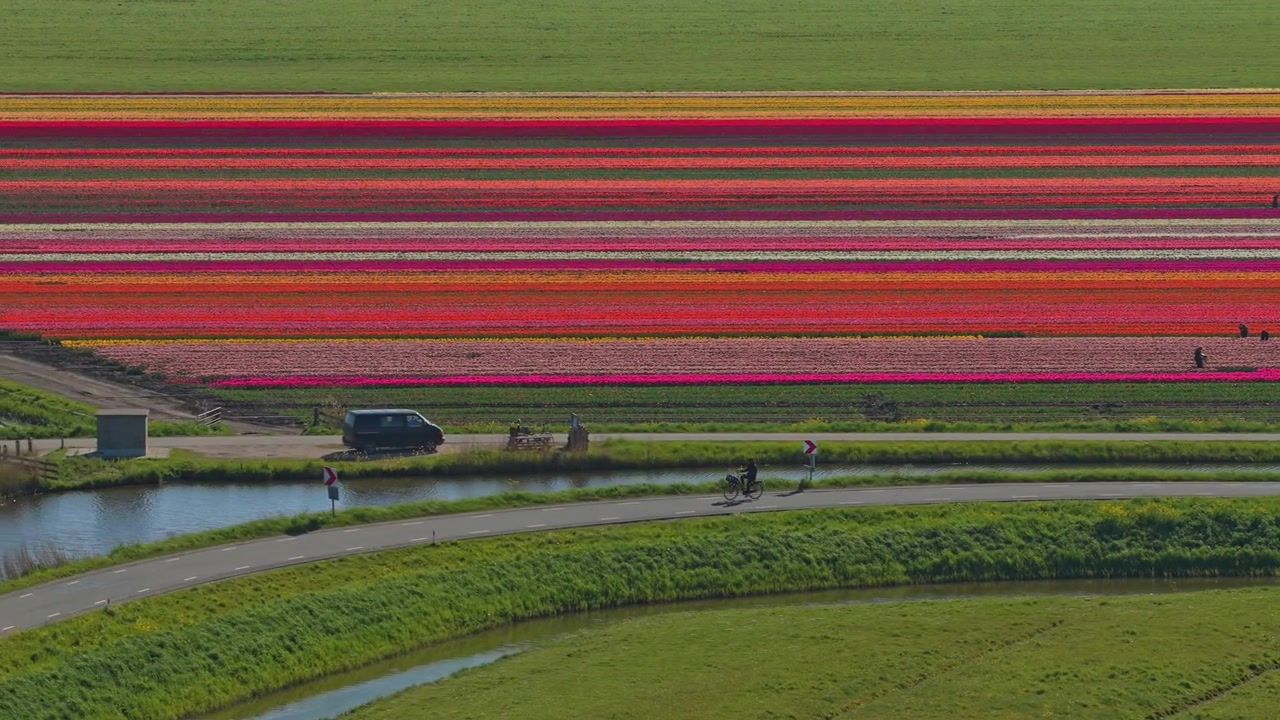 Ciclista che attraversa campi di tulipani colorati in Olanda