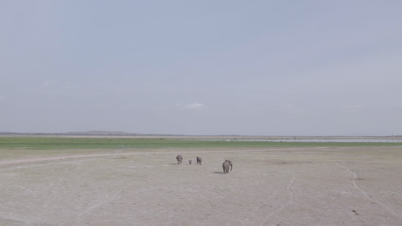 사바나 풍경 에 있는 코끼리 들