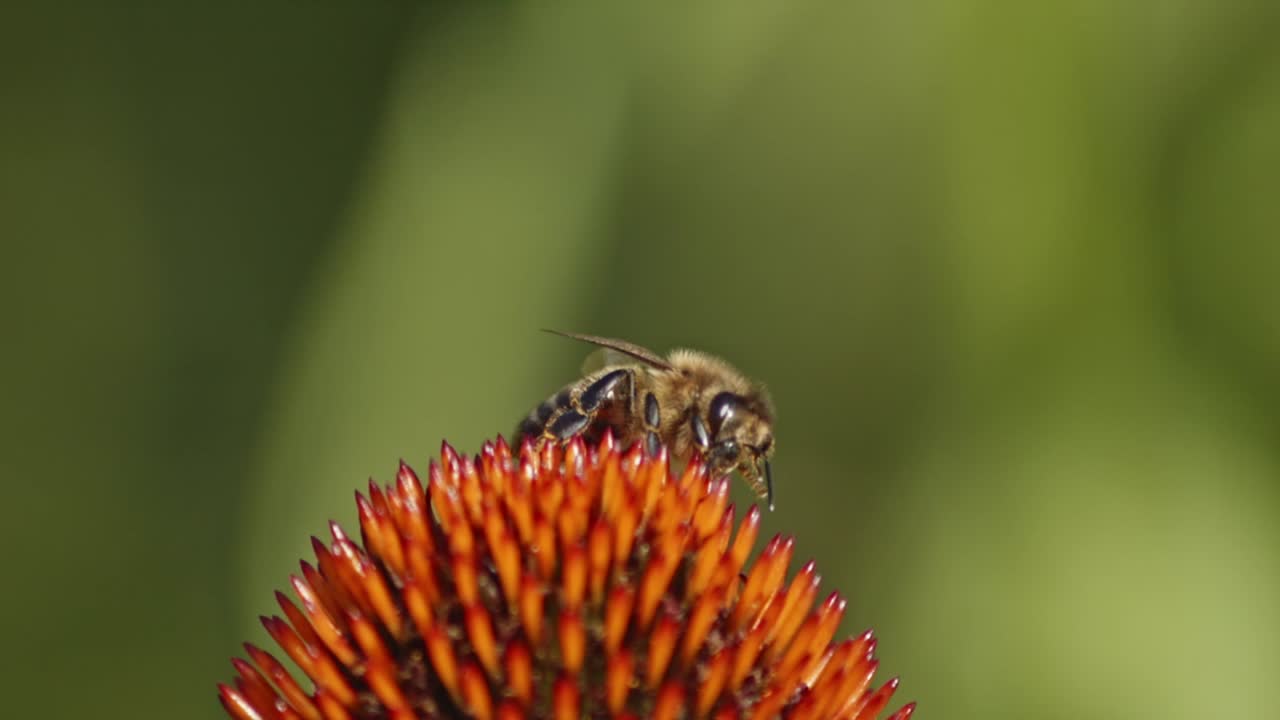 fotografía macro de una abeja limpiando sus ojos y cabeza con sus patas mientras se encuentra en una flor de cono naranja