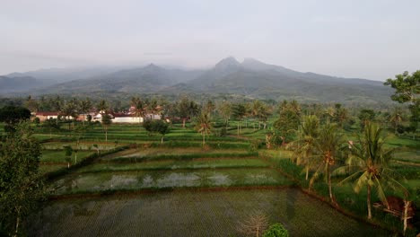 Rice-Field-View-Of-Village-At-the-Base-of-Mount-Argopuro