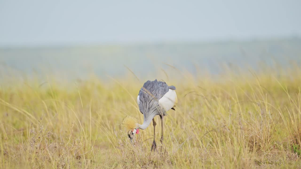 grisa coronada grúa pájaro bailando apareamiento y exhibición haciendo un baile de cortejo y exhibición para atraer a una hembra en maasai mara en áfrica, safari africano aves vida silvestre tiro aleteando alas