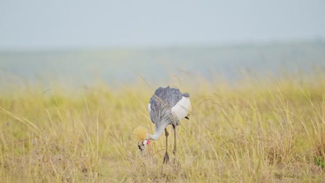 grey crowned crane bird dancing mating and displaying doing a courtship dance and display to attract a female in maasai mara in africa, african safari birdlife wildlife shot flapping wings