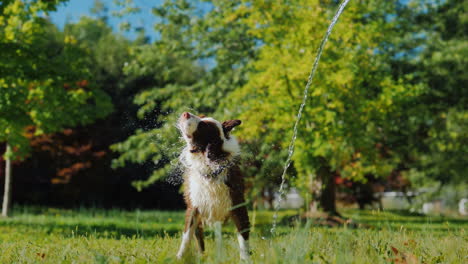 Lustiger-Hund,-Der-Mit-Einem-Gartenschlauch-Spielt,-Mit-Dem-Besitzer-Spielen-Und-Zusammen-Spaß-Haben