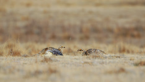 sharp-tailed grouse on lek competing for dominance, low angle static