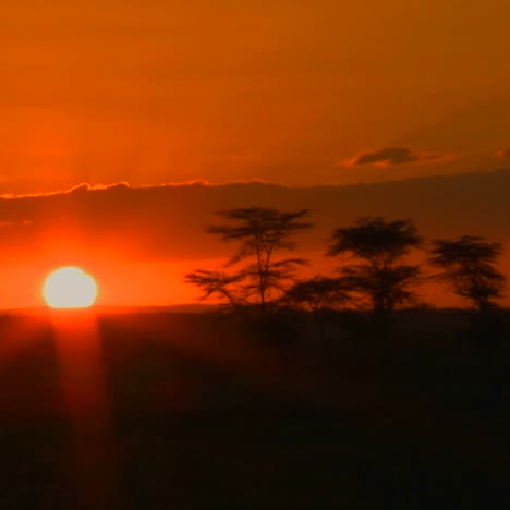 Ein-Wunderschöner-Sonnenaufgang-über-Den-Ebenen-Afrikas-Mit-Akazien-In-Der-Ferne