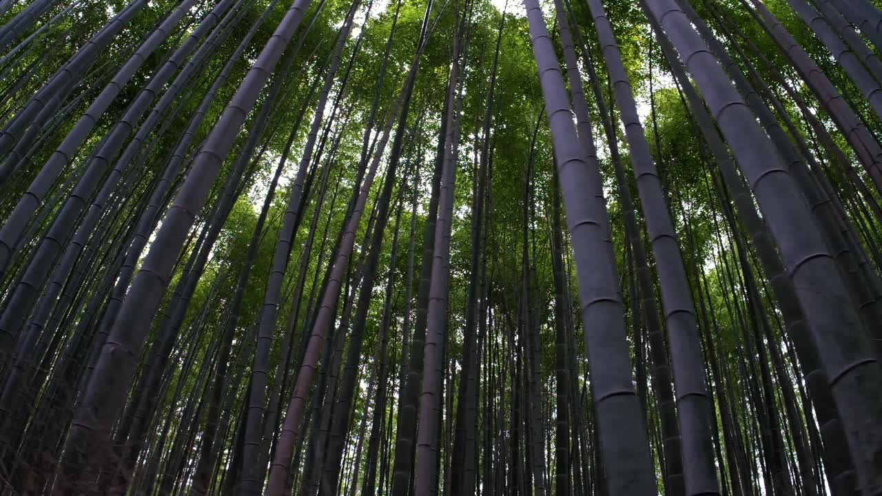 Ripresa dal basso che avanza con panoramica sotto alti alberi di bamboo a Kyoto