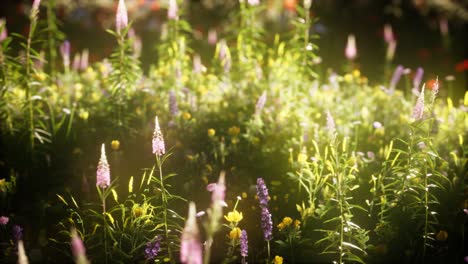 Wildblumen-Auf-Dem-Feld