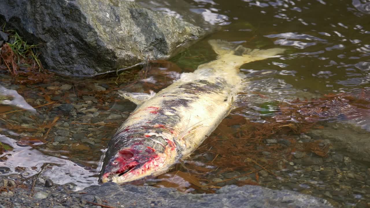 disparo constante de salmón muerto después del desove flotando en el arroyo, ojos recogidos por pájaros o osos - isla de vancouver, canadá
