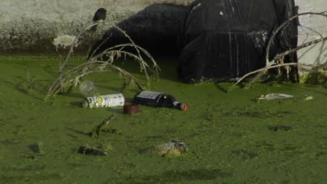 botellas y otros flotadores de basura en un canal lleno de algas