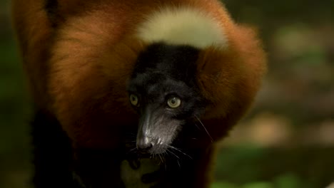 un lindo lémur rufo rojo mirando a su alrededor con hermosos ojos