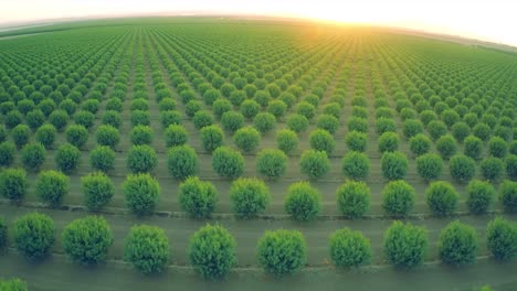 Una-Hermosa-Antena-Sobre-Un-Enorme-Huerto-De-Almendros-En-California-Al-Atardecer-1