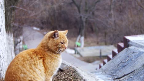 이른 봄에 길거리 공원에서 노숙한 은 고양이. 웃긴 도시 고양이