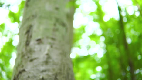 pinch up on forest tree trunk overgrown with green moss