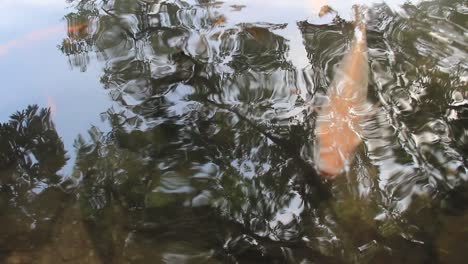 colorful koi fish in the lake with reflections of tree shadows