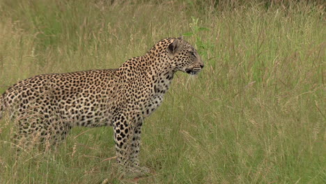 A-leopard-in-stalking-mode,-looking-intently-at-potential-prey