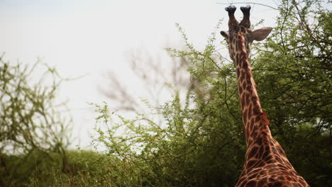 a masai giraffe feeding on acacia leaves, serengeti, tanzania, medium shot