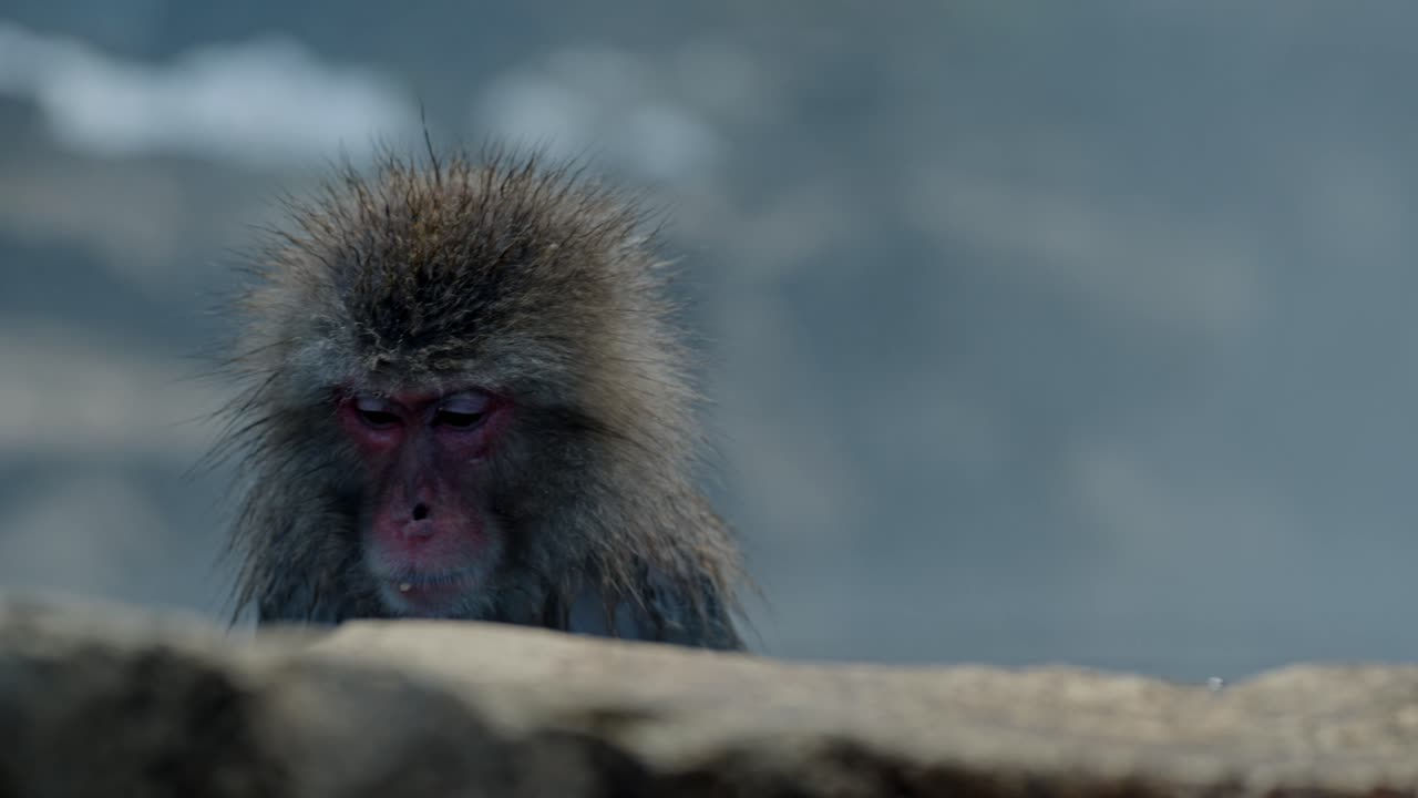 A Japanese snow monkey enjoys a meal while relaxing in the warm waters of an onsen, surrounded by the snow-covered landscape of Jigokudani, Japan.