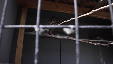 Eurasian-eagle-owl-in-captivity