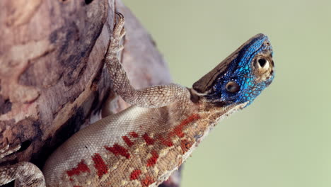 Vertikale-Ansicht-Der-Südafrikanischen-Rock-Agama-Im-Südlichen-Afrika