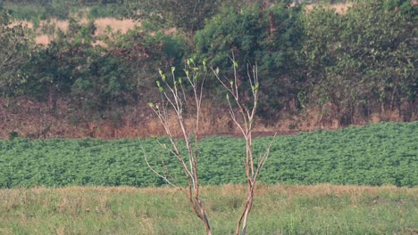 Red-breasted-Parakeet,-Psittacula-alexandri