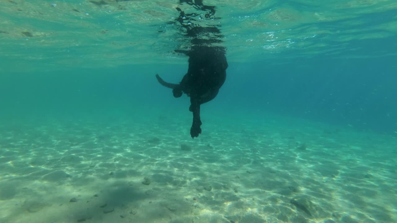 느린 동작, 검은 개가 빛 아래 물 표면에서 수영. 수중 촬영. 은 바다, 다하브, 이집트
