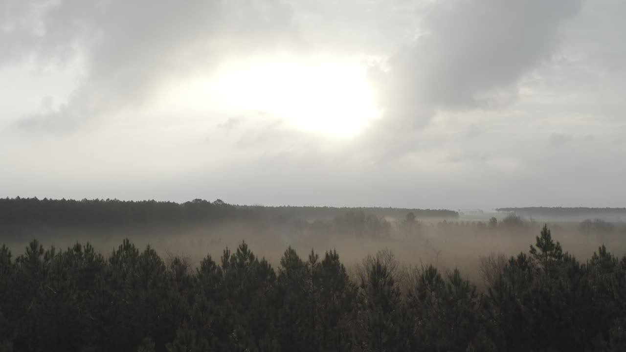 Misty pine forest, landscape, Vielle-Saint-Girons, Landes department in Nouvelle-Aquitaine, France. Aerial drone, sky for copy space