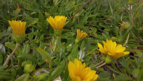 yellow flower weed grass next to the beach with nice and calm sea breeze in a windy cloudy day