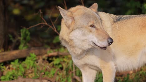 El-Lobo-(Canis-Lupus),-También-Conocido-Como-Lobo-Gris,-Es-El-Miembro-Más-Grande-De-La-Familia-Canidae.-Los-Lobos-Son-El-Miembro-Salvaje-Más-Grande-De-La-Familia-De-Los-Perros.