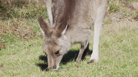 cerca de un wallaby comiendo hierba verde en australia