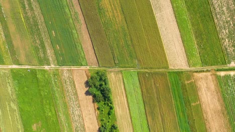 beautiful aerial view of green agricultural field on sunrise