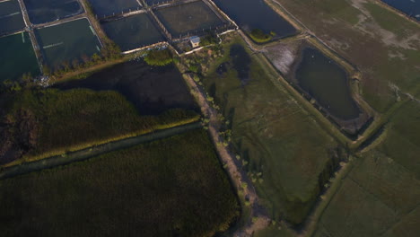 Aerial-birdseye-revealing-big-field-of-shrimp-farming,-Vietnam