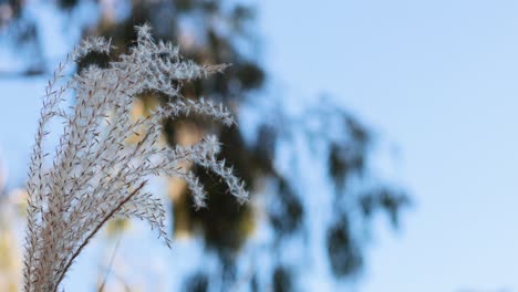 close-up of grass swaying against a blue sky