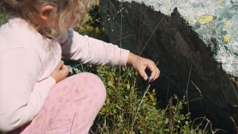 a blond child girl sitting by a blueberry bush near a large rock in the mountains. picks and eats blueberries from the bush. on the rila lakes in the rila mountains in bulgaria