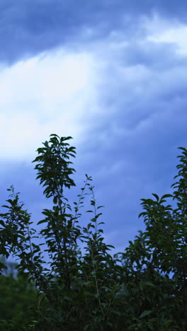 lightning storm over sky. view of the lightning strike on the dark cloudy sky vertical video