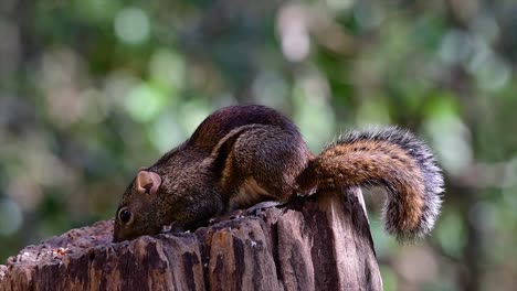 印度支那地松鼠 (indochinese ground squirrel) 是泰國最常見的地松鼠