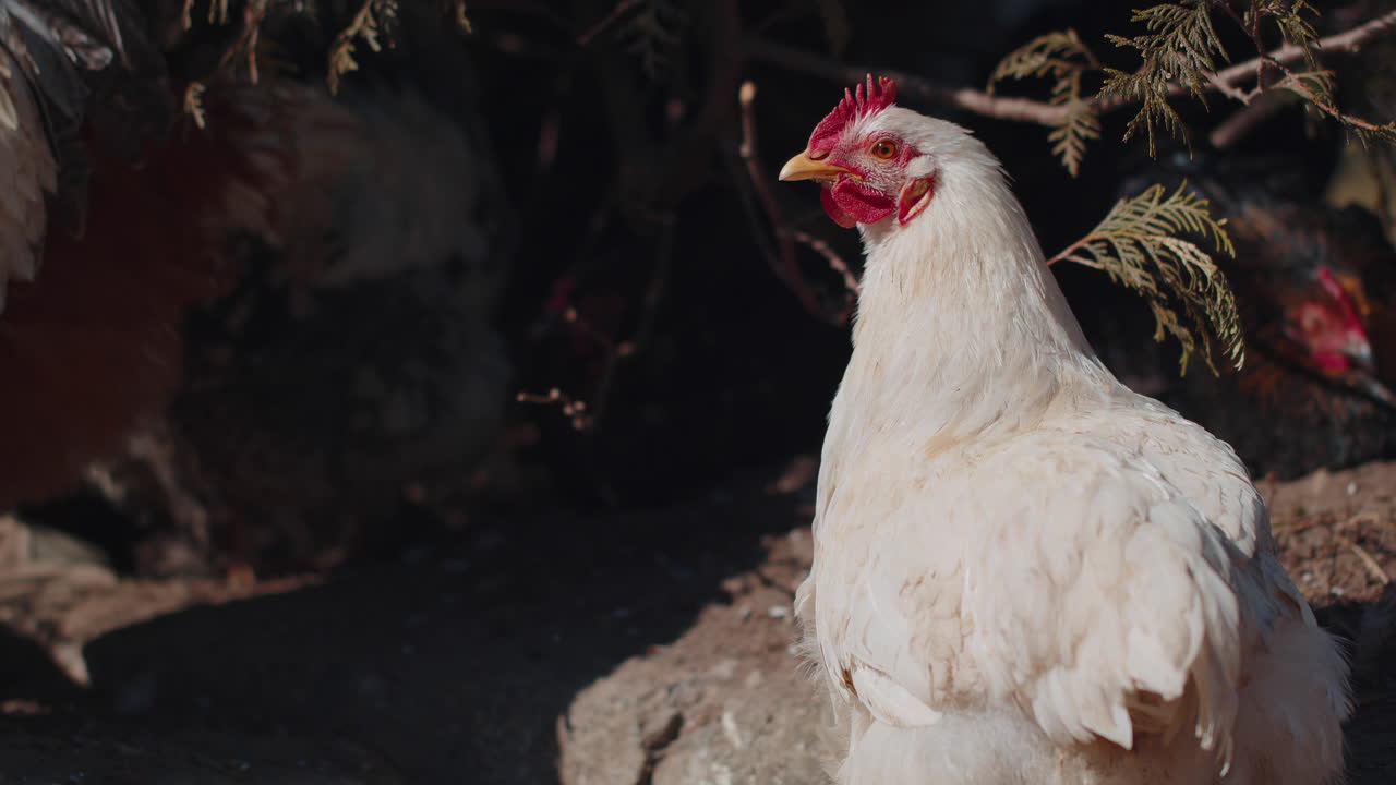 pollo de gallo doméstico blanco en una pequeña granja ecológica rural, gallina mirando a la cámara