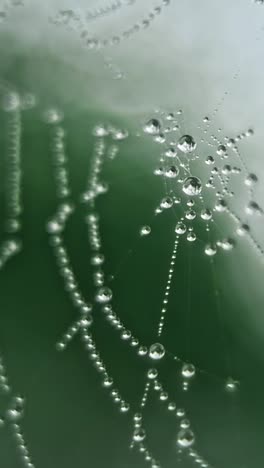 la red de araña con gotas de rocío