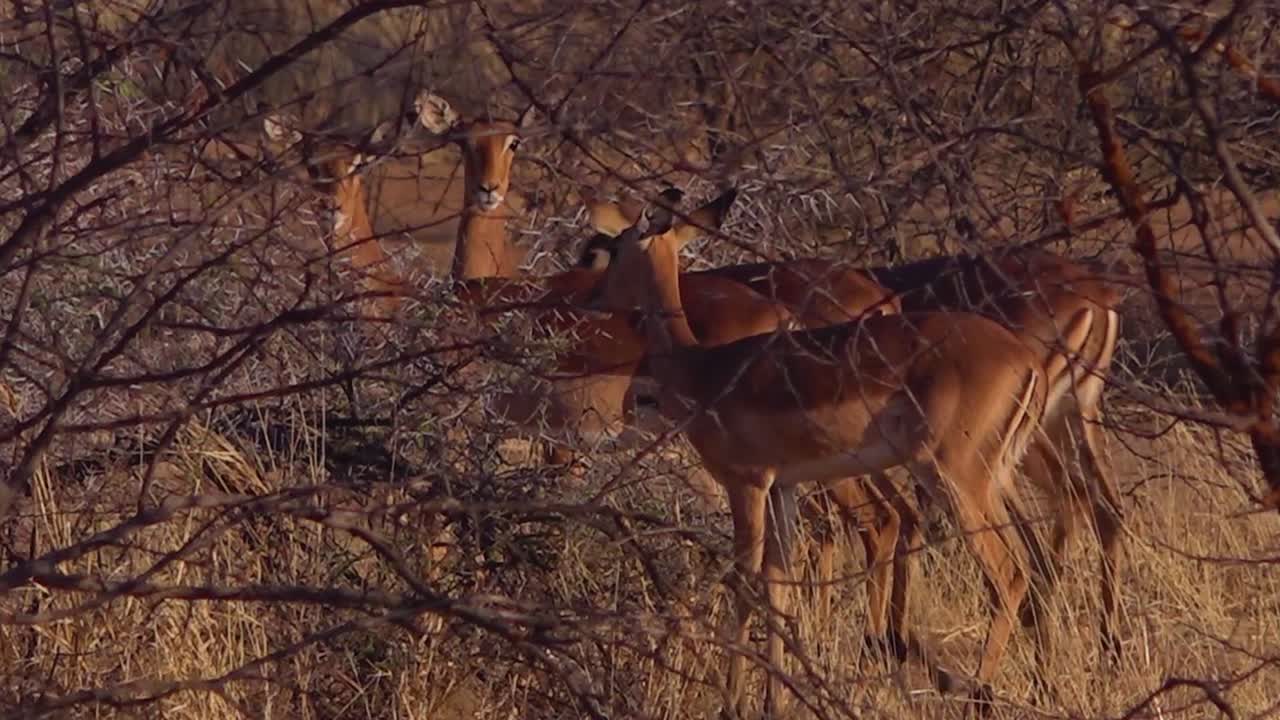 los antílopes impala caminan en la maleza seca de una reserva de vida silvestre en áfrica
