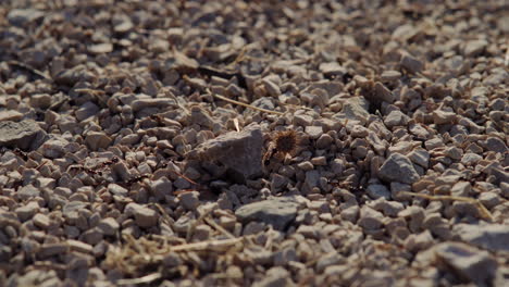 Macro-telephoto-view-of-ants-walking-in-line-across-pebble-rocks-at-sunrise